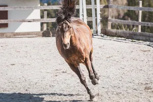 horse jigsaw puzzle