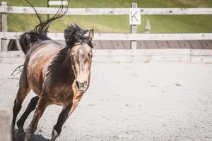 horse jigsaw puzzle