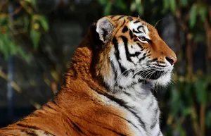 tiger jigsaw puzzle