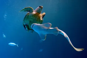shark jigsaw puzzle