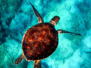 sea jigsaw puzzle