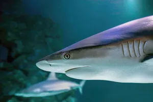 shark jigsaw puzzle