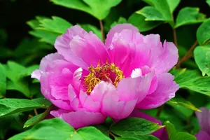 flower jigsaw puzzle