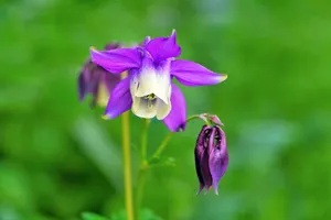 flower jigsaw puzzle