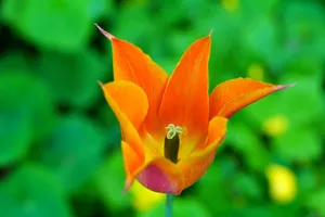 flower jigsaw puzzle