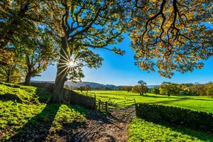 trees jigsaw puzzle