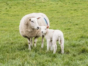 sheep jigsaw puzzle