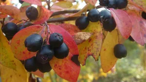 cotoneaster jigsaw puzzle