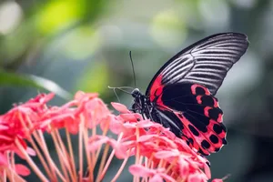scarlet mormon butterfly jigsaw puzzle