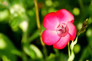 flowering flax jigsaw puzzle