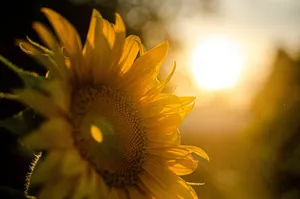 sunflower jigsaw puzzle