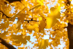 sunshine jigsaw puzzle