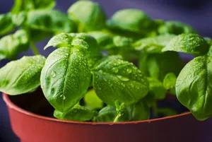 basil jigsaw puzzle