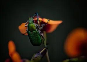 jewel beetle jigsaw puzzle