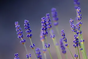 lavender jigsaw puzzle
