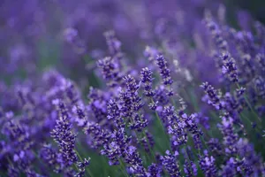 lavender jigsaw puzzle