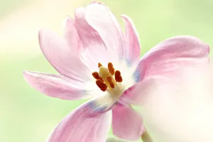 flower jigsaw puzzle