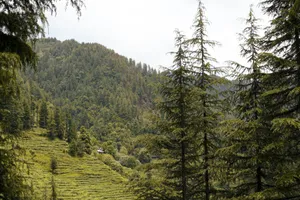 a lush green hillside covered in lots of trees jigsaw puzzle