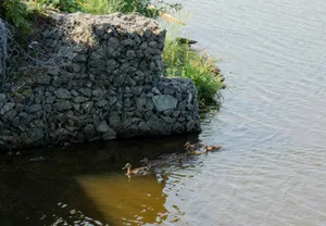 a group of ducks swimming in a pond jigsaw puzzle