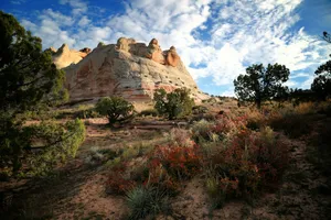 a scenic view of a desert with trees and bushes jigsaw puzzle