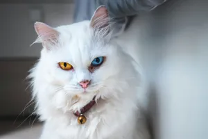 shallow focus photo of white cat jigsaw puzzle