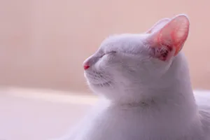 shallow focus photography of white cat jigsaw puzzle