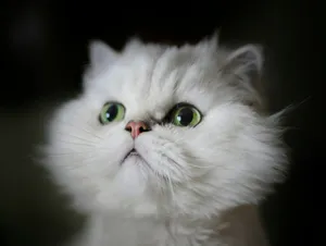 white kitten shallow focus photography jigsaw puzzle