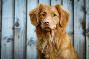 long-coated tan dog sitting near fence jigsaw puzzle