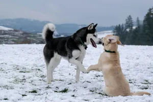 adult black and white Siberian husky beside short-coated brown dog jigsaw puzzle