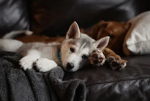 selective focus photography of white and grey puppy lying on sofa jigsaw puzzle
