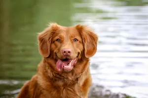 selective focus of brown dog near body of water jigsaw puzzle