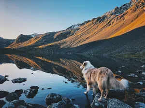 white and brown long coated dog standing on rocky ground during daytime jigsaw puzzle
