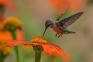 a hummingbird hovering over an orange flower jigsaw puzzle