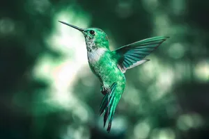 green and black humming bird jigsaw puzzle