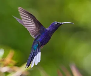 blue and green humming bird flying during daytime jigsaw puzzle