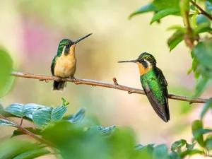 green and brown humming bird jigsaw puzzle