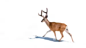 brown deer on white background jigsaw puzzle
