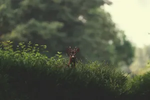 a small deer standing in the middle of a lush green forest jigsaw puzzle