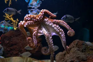 brown octopus jigsaw puzzle