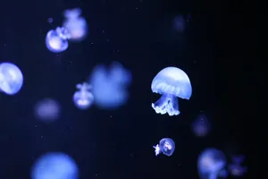 jelly fish under the sea jigsaw puzzle