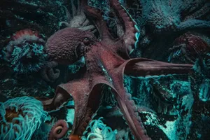 an octopus is laying on the ocean floor jigsaw puzzle