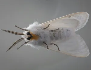 white and yellow moth on black surface jigsaw puzzle