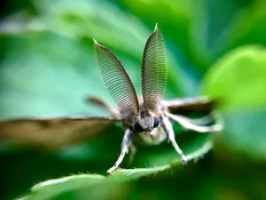 brown and white dragonfly on green leaf jigsaw puzzle