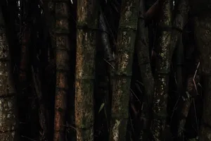 Dark and dense bamboo forest in Honolulu, capturing nature's raw beauty and mystery. jigsaw puzzle