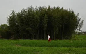 A solitary person walks in front of a lush bamboo grove, creating a serene outdoor scene. jigsaw puzzle
