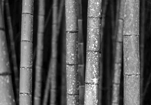 Captivating black and white image of bamboo trunks showcasing natural patterns and textures. jigsaw puzzle