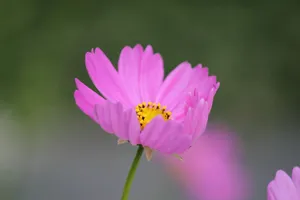 Close-up of a vibrant pink cosmos flower in full bloom against a blurred background. jigsaw puzzle