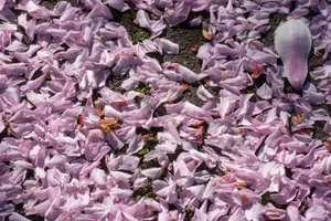 A close-up of scattered pink magnolia petals lying on dark ground, creating a soft and delicate display. jigsaw puzzle
