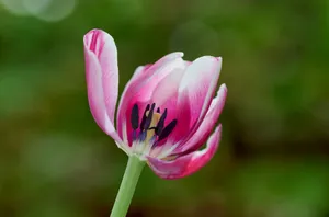 Detailed image of a withered pink tulip captured in England, showcasing its delicate petals. jigsaw puzzle