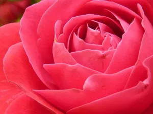 Detailed macro shot of a blooming pink rose showcasing its beautiful petals. jigsaw puzzle